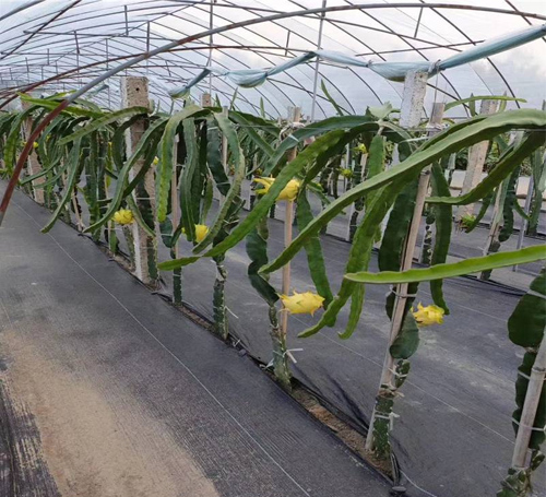 編織布（防草布）